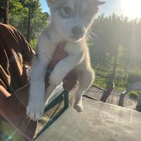 Cuccioli Siberian Husky