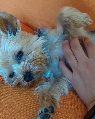 Yorkshire Terrier per accoppiamento