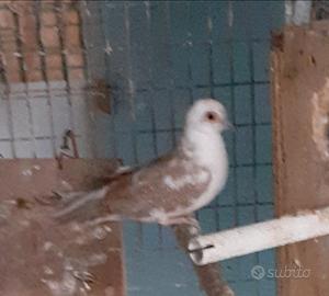 Tortora diamantina femmina testa bianca