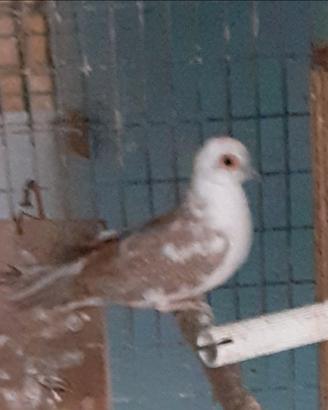 Tortora diamantina femmina testa bianca