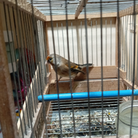 Incardellato di passata