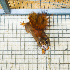 Scoiattolo rosso docile