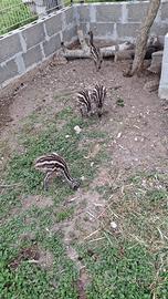 Emu australiano
