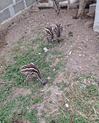 Emu australiano