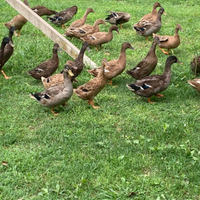 Animali