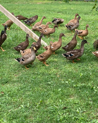 Animali