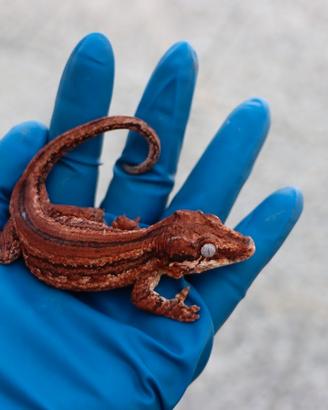 Allevamento gechi auriculatus ChrisGeckos