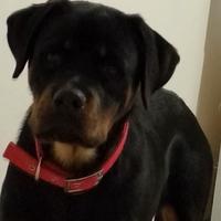 Rottweiler pura