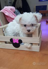 Maltese toy