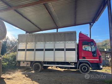 Eurocargo per trasporto animali