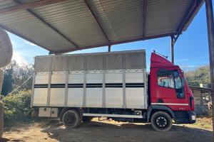 Eurocargo per trasporto animali