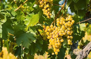 uva bianca per vino 