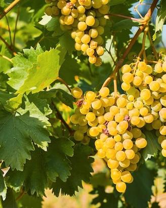 uva bianca per vino 