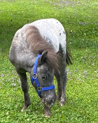 Mini pony maschio olandese
