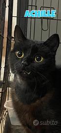 Achille gatto nero ipovedente adozione del cuore