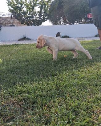 Spinone italiano e setter inglesi