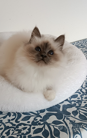 Sacro di Birmania cucciolo Blue point disponibile