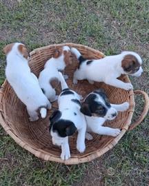 Cuccioli incrocio jack rassll