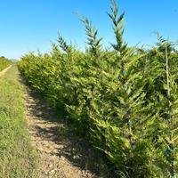 Piante per siepe varieta cipresso leyland