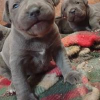 Cuccioli di cane corso
