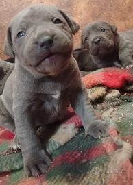 Cuccioli di cane corso