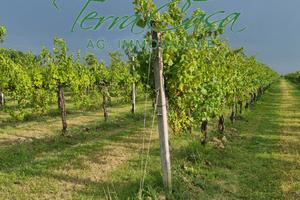 Terreno Agricolo a Motta di Livenza - SEMINATIVO E