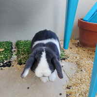 Vendita coniglio nano