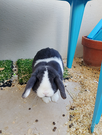 Vendita coniglio nano