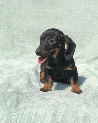 Cuccioli Bassotto Tedesco - 2 Mesi - Vari Colori