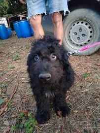 Cuccioli spinone Lagotto