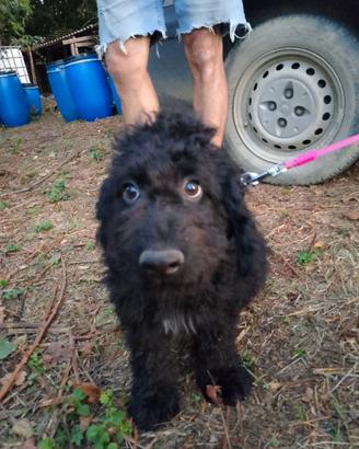 Cuccioli spinone Lagotto