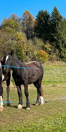 Puledra Haflinger Gypsy Vanner