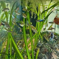 Pesci guppy e pianta acquatica pistia