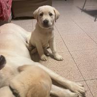 Cucciole Labrador