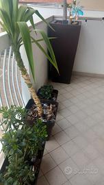 pianta di yucca