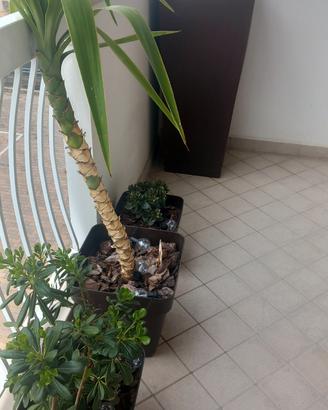 pianta di yucca