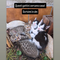 Gattini NO Giardini