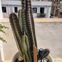 Pianta grassa grande 96cm