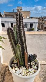 Pianta grassa grande 96cm