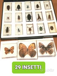 Collezione de Agostini insetti in resina 