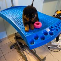 Cuccioli Rottweiler