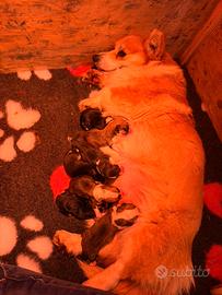 Cuccioli Welsh Corgi pembroke
