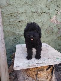 barboncino Toy nero 
