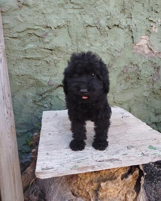 barboncino Toy nero 