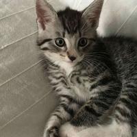 Femmina Maine coon 2 mesi