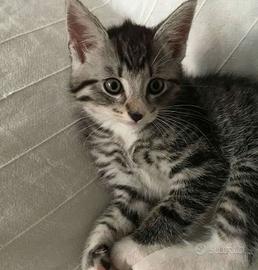 Femmina Maine coon 2 mesi