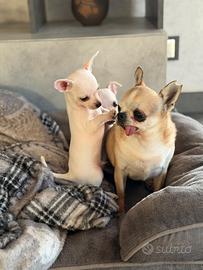 Chihuahua toy Maschi