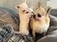 Immagine 1