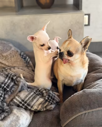 Chihuahua toy Maschi