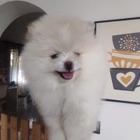 Spritz di Pomerania nano